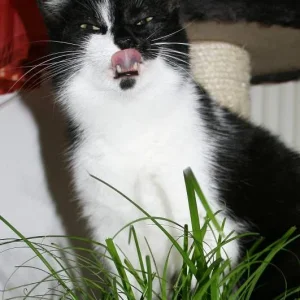 Lecker Katzengras...