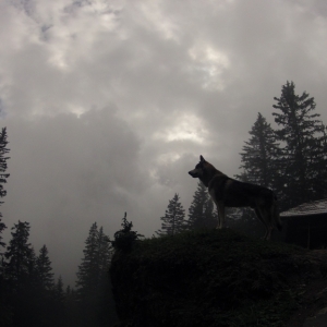 wolf in the mist