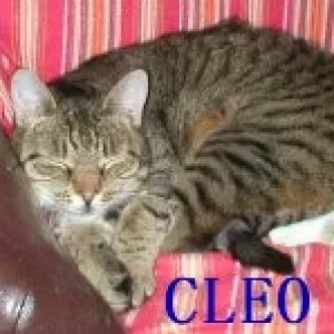 Cleo