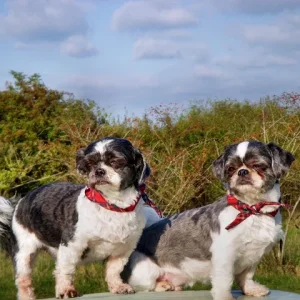 unsere Shih Tzu Hunde