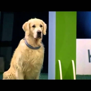 Hilarious Golden Retriever Really Wants To Race But.. First Things First. - YouTube