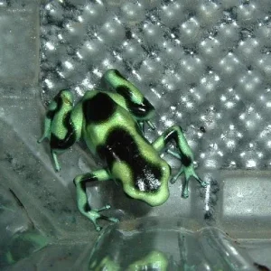 auratus_gruen_20806_2_176.jpg