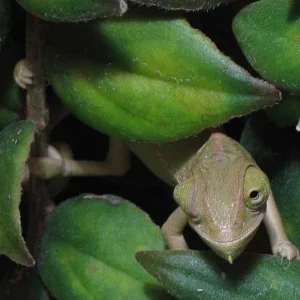 Medium 'in columnea.jpg' in der Kategorie 'Terrarium'