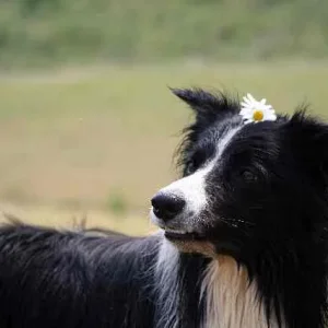 amos mit blümchen.jpg