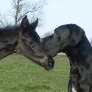 Pferd und Hund.jpg