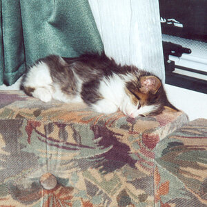 Holly  ein kleines sehr müdes Kätzchen  Mai 2000.jpg