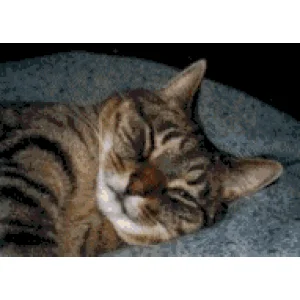 katze_0148.gif