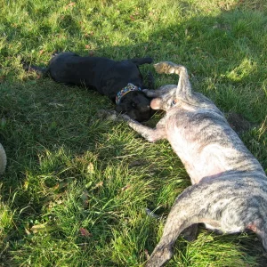 Hundetreffen 14.11.2010 015.jpg