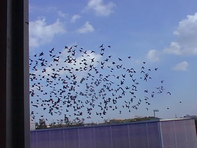 Abflug der Stare in den Süden