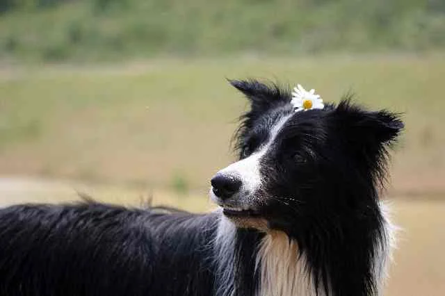 amos mit blümchen.jpg