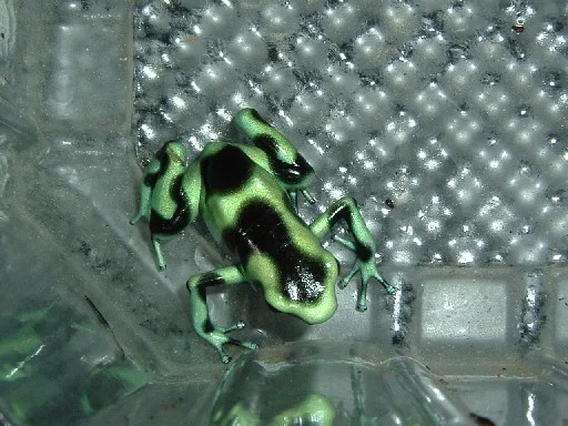 auratus_gruen_20806_2_176.jpg