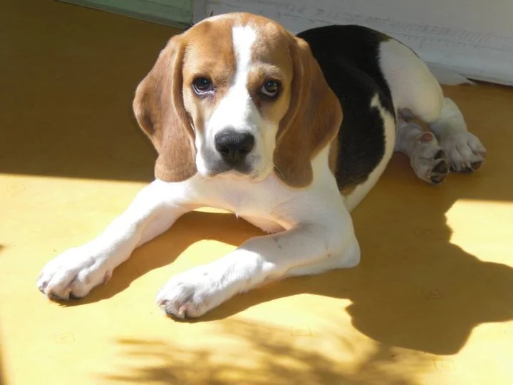 Bailey genießt die Sonnenstrahlen