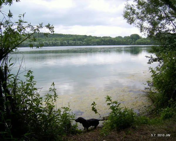 Benni am Neffelsee bei Zülpich