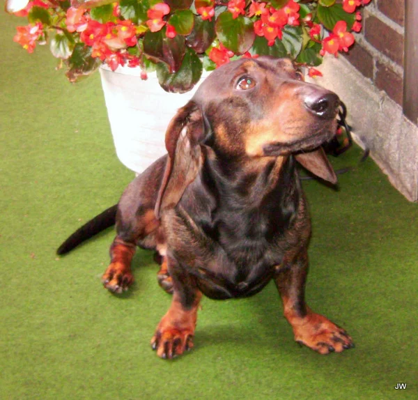 Benni auf dem Balkon