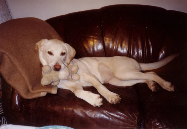 Bonnie mit Häschen auf der Couch - kann kein Wäserchen trüben, gell?