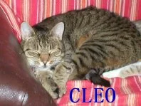 Cleo