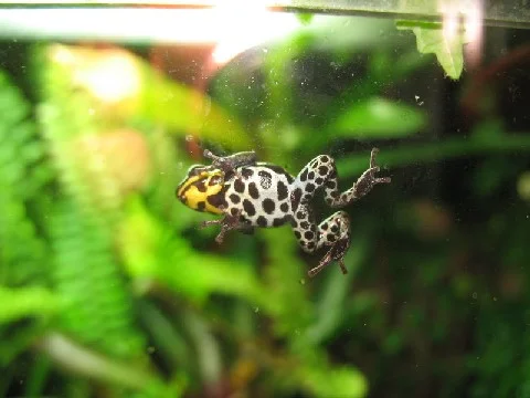 dendrobates_ventrimaculatus_bauchseite_182.jpg