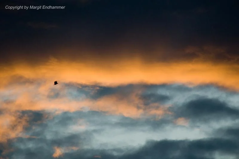 Der Himmel brennt und die Vögel flüchten