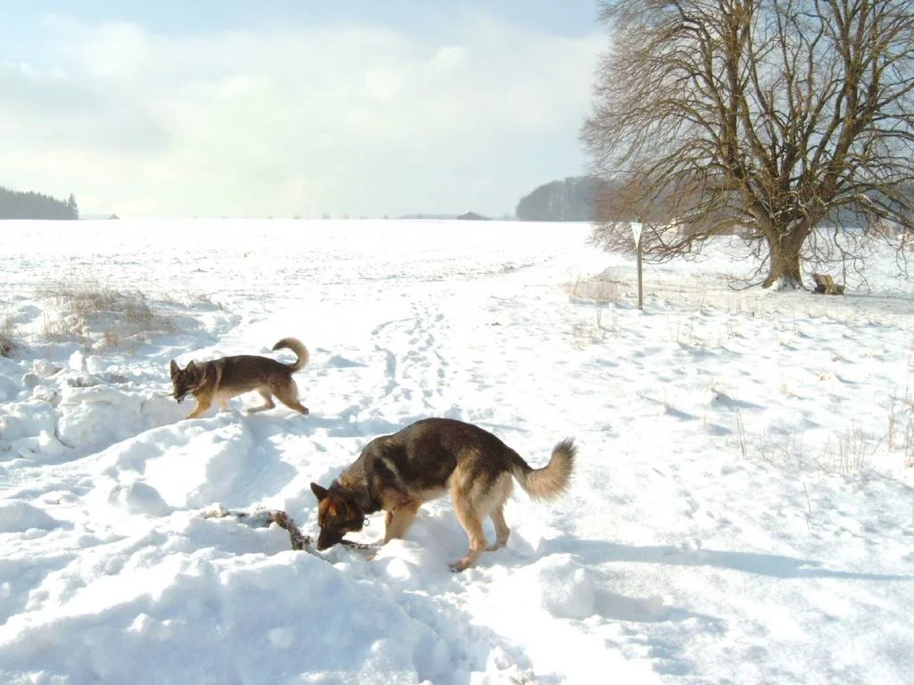 Derry und Dunja im Schnee