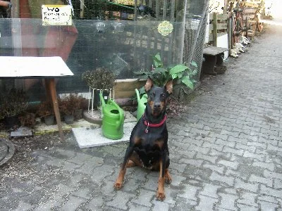 Dobermannhündin Cora...