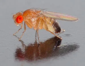 Drosophila.jpg