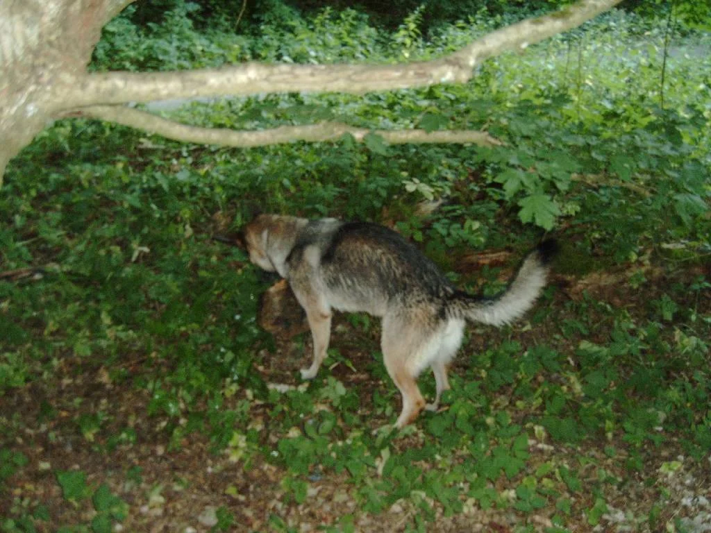 Dunja beim "Stöckchen" ziehen ...