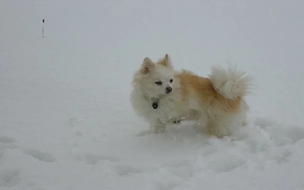 Flocke im Schnee