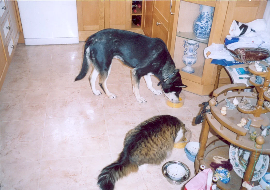 Freya & Holly in der Küche.jpg