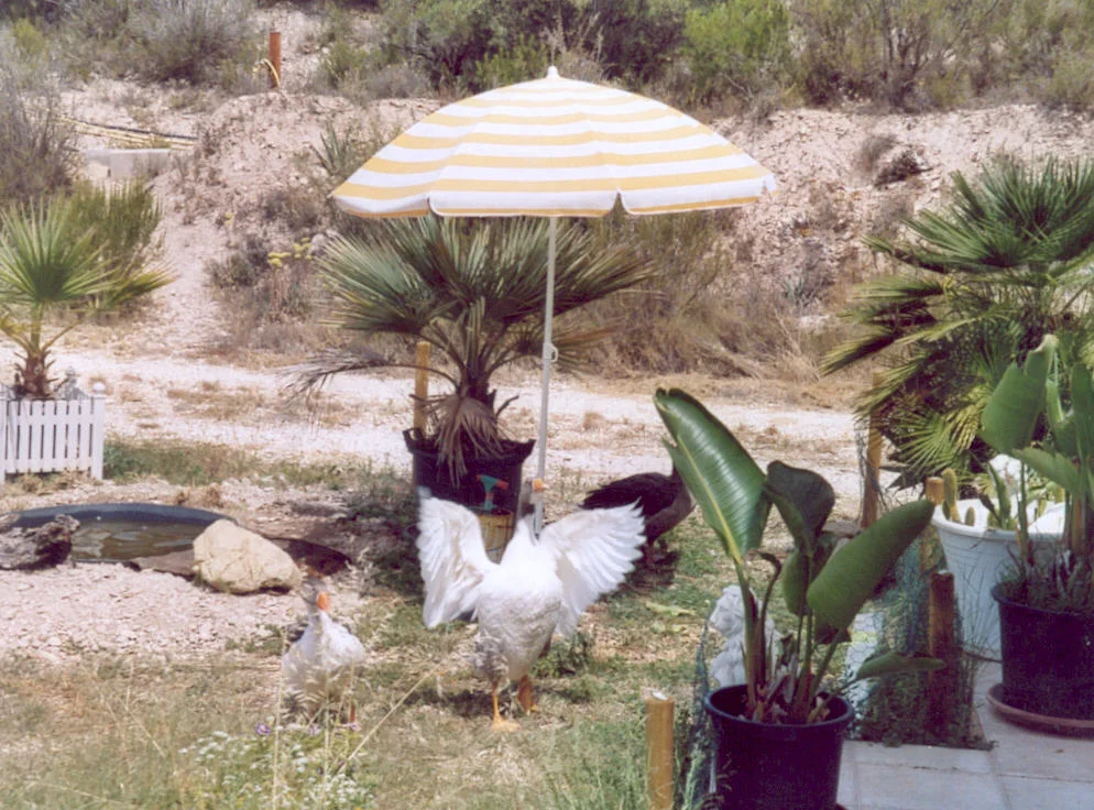 Gänse Poolparty.jpg