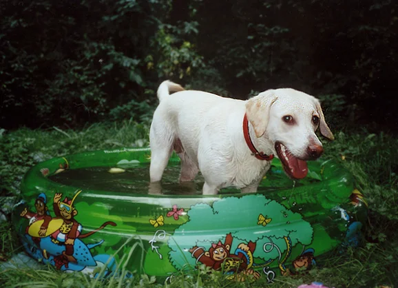 Guckuck! Ich bin die flotte Bonnie mit dem Äffchenpool!