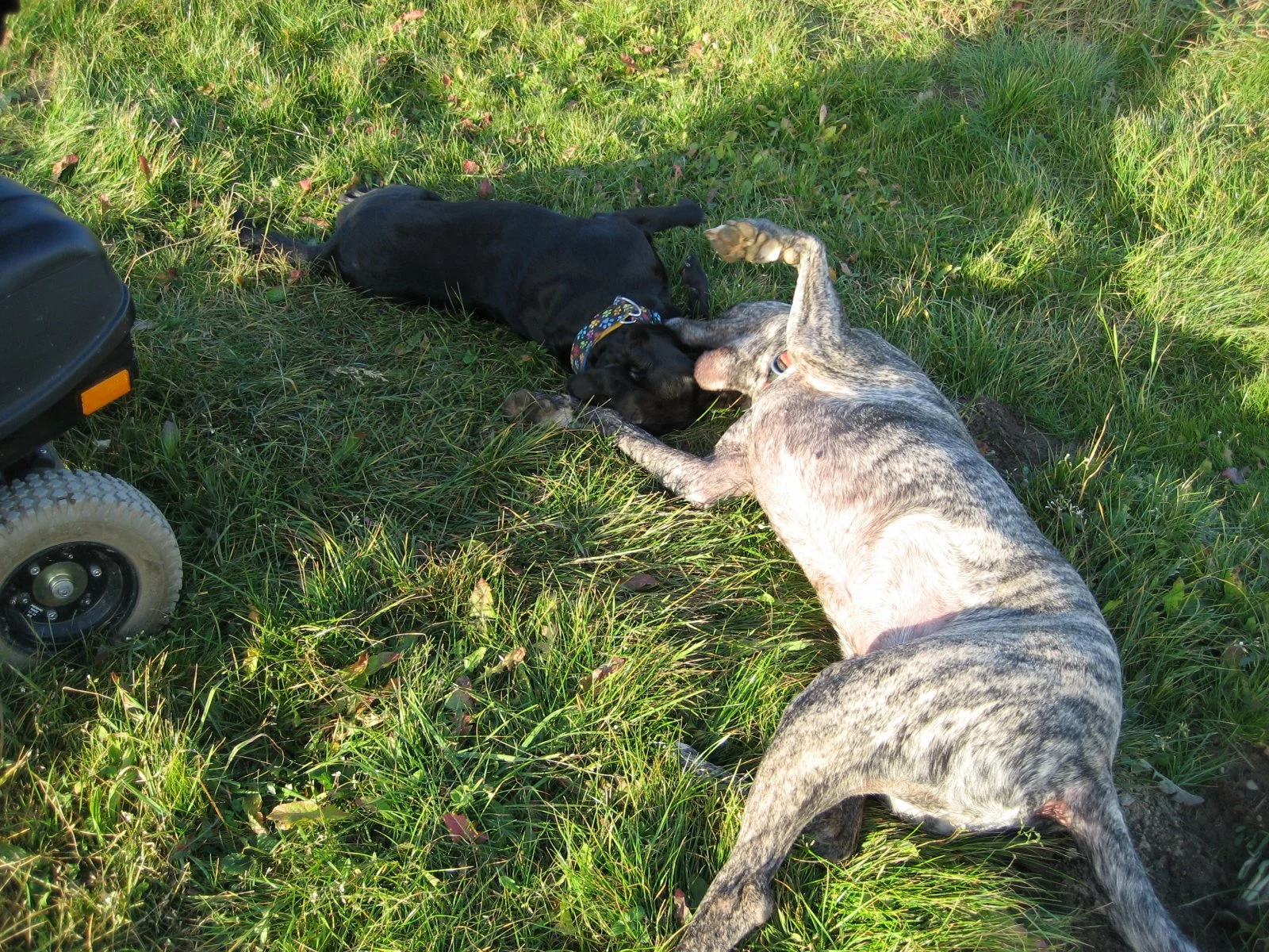 Hundetreffen 14.11.2010 015.jpg