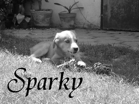 In Erinnerung an Sparky..