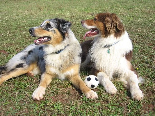 Jamie u. Fynn meine zwei Aussie-Jungs