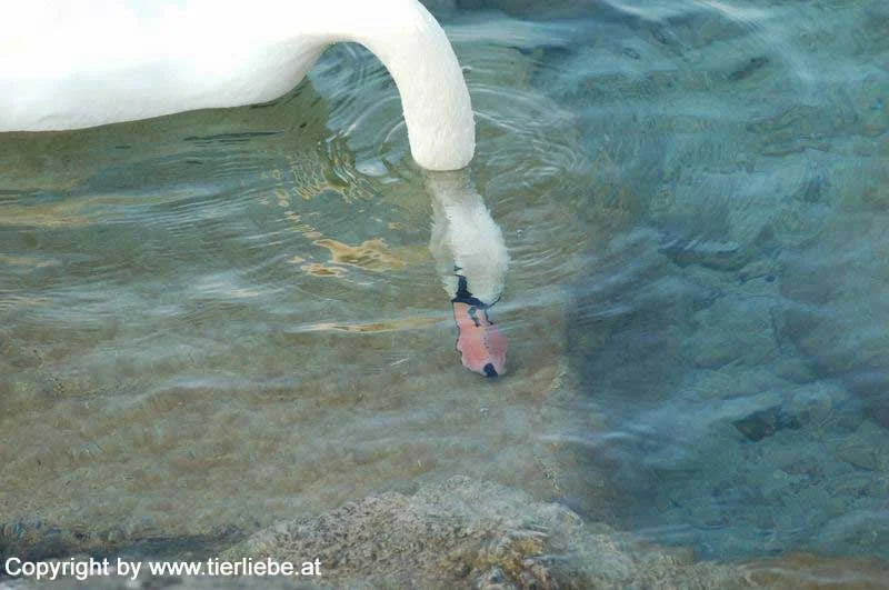 Köpfchen unters Wasser....