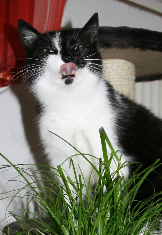 Lecker Katzengras...