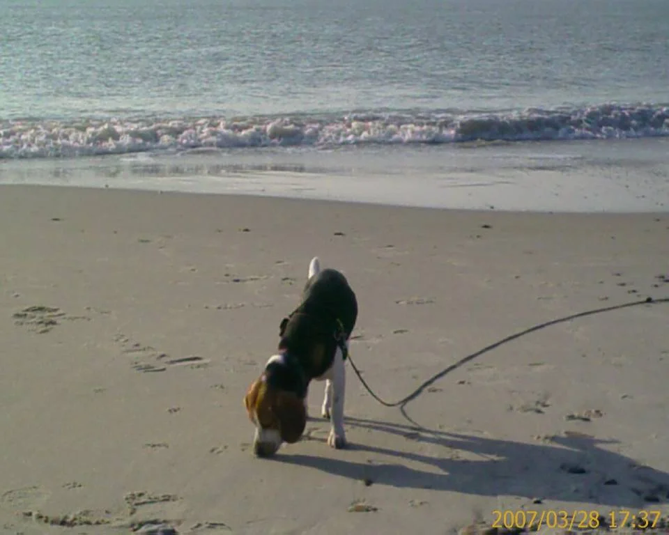 Lilly in Dänemark am Strand