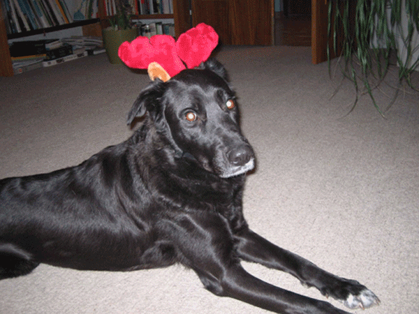 Maddox, the black nose rentier