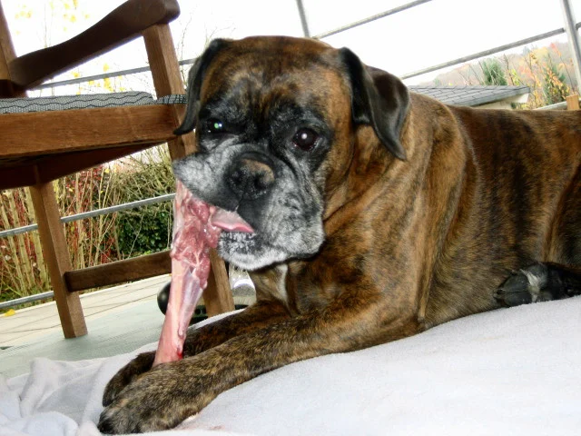 Mein Boxermächen  Sommer 2007