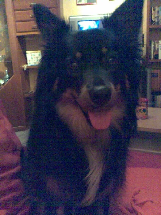 Mein Hundi Xena =)