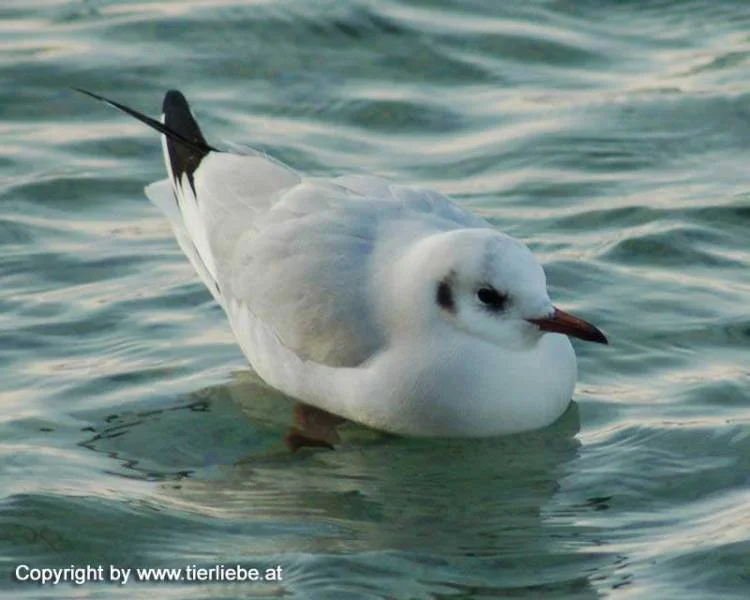 Möwe am Attersee