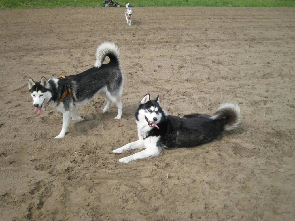 Odin und seine Tochter