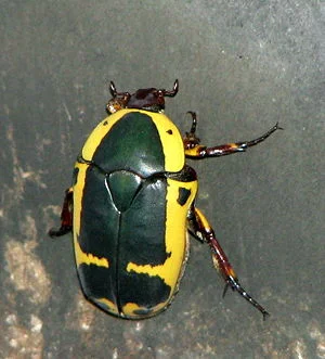 Pachnoda_sinuatus_adult_1.jpg