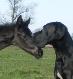 Pferd und Hund.jpg