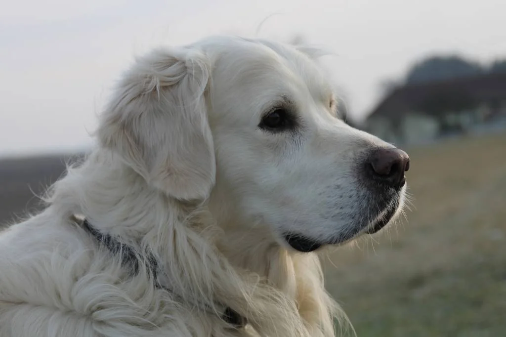 Portrait von meinem Hund :)