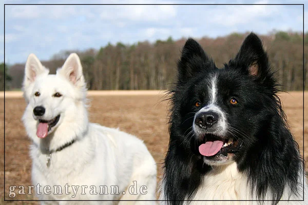 Ramses und Freundin Ronja