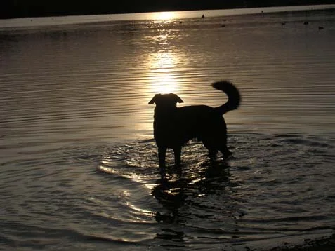 Rusty im See bei Sonnenuntergang