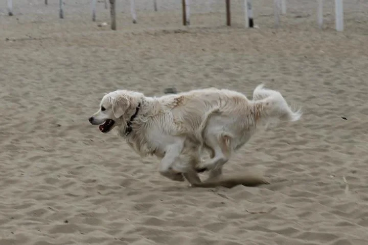 Schneller als der Wind :)