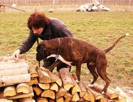 schwierig für Boxer: DEGILITY! (Woody)