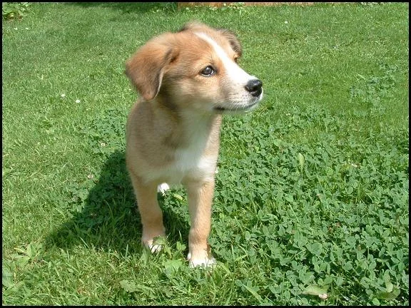 Sparky im Garten