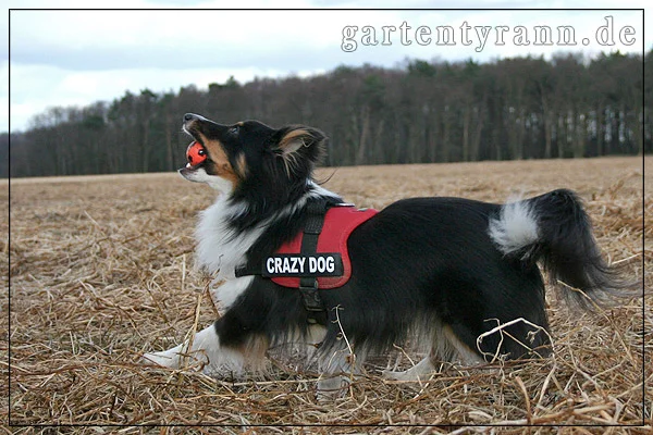 Stolzer Minisheltie ;-)